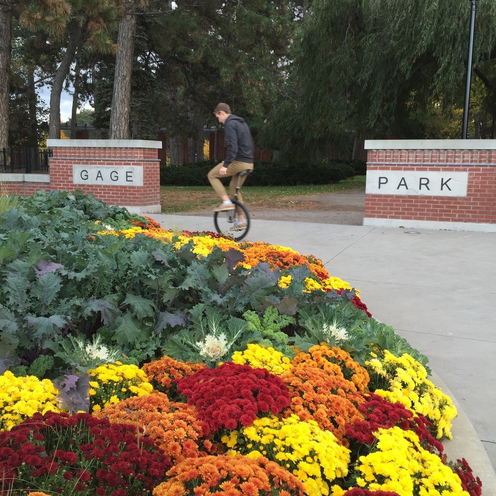Unicycle rider in front of Hamilton's Gage Park entrance with flower bed full of mums